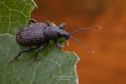 Gegroefde-lapsnuitkever - Otiorhynchus-sulcatus