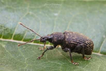 Gegroefde-lapsnuitkever - Otiorhynchus-sulcatus