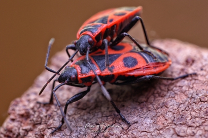 Vuurwants - Pyrrhocoris-apterus