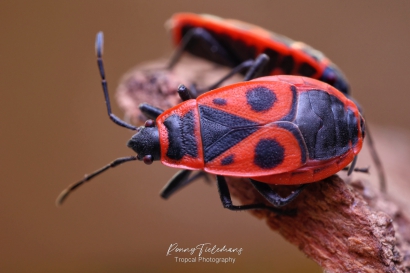 Vuurwants - Pyrrhocoris-apterus