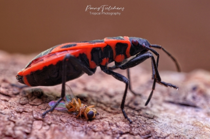 Vuurwants - Pyrrhocoris-apterus