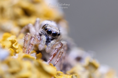 Huiszebraspin - Salticus-scenicus