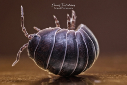 Gewone-oprolpissebed - Armadillidium-vulgare