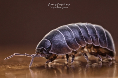 Gewone-oprolpissebed - Armadillidium-vulgare