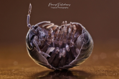 Gewone-oprolpissebed - Armadillidium-vulgare