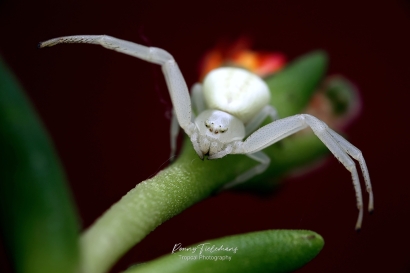 Gewone Kameleonspin - Misumena-vatia