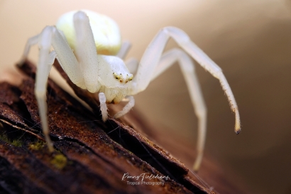 Gewone Kameleonspin - Misumena-vatia