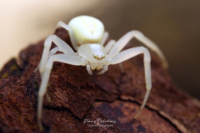 Gewone Kameleonspin - Misumena-vatia