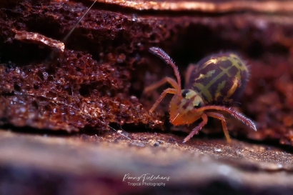 Dicyrtomina-ornata