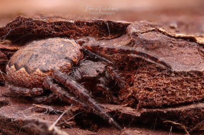 Platte wielwebspin - Nuctenea umbratica
