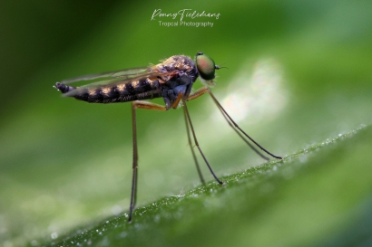 Geelpoot-goudlokje - Chrysopilus-asiliformis