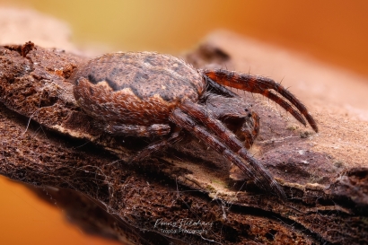 Platte wielwebspin - Nuctenea umbratica