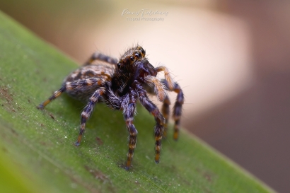 Huisspringspin - Pseudeuophrys-lanigera
