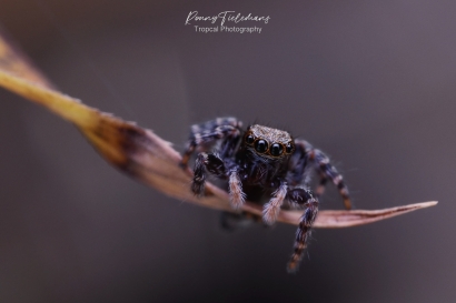 Huisspringspin - Pseudeuophrys-lanigera
