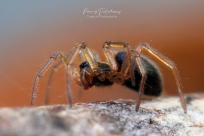 Hangmatspin-onbekend - Linyphiidae-indet.