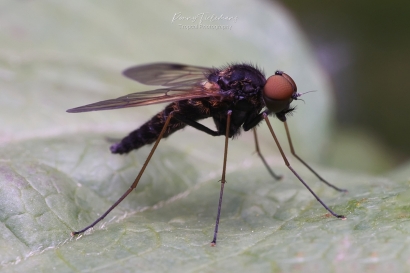 Gewoon-goudlokje - Chrysopilus-cristatus