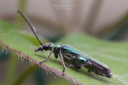 Fraaie schijnbok - Oedemera-nobilis