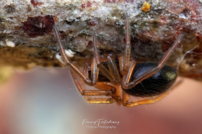 Hangmatspin-onbekend - Linyphiidae-indet.