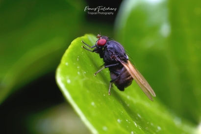 Minettia-longipennis