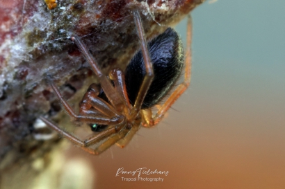 Hangmatspin-onbekend - Linyphiidae-indet.