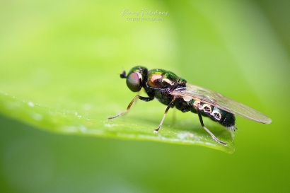 Groene-glimwapenvlieg - Microchrysa-polita