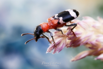 Mierenkever - Thanasimus-formicarius