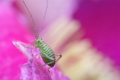 Struiksprinkhaan - Leptophyes-punctatissima