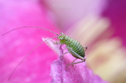 Struiksprinkhaan - Leptophyes-punctatissima