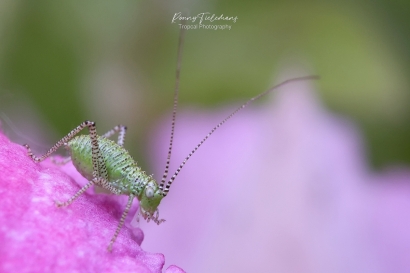 Struiksprinkhaan - Leptophyes-punctatissima