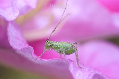 Struiksprinkhaan - Leptophyes-punctatissima