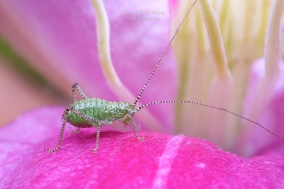 Struiksprinkhaan - Leptophyes-punctatissima