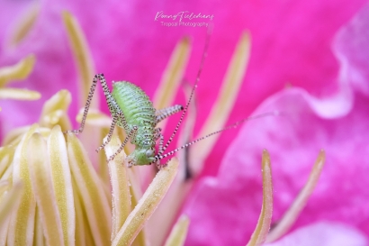 Struiksprinkhaan - Leptophyes-punctatissima