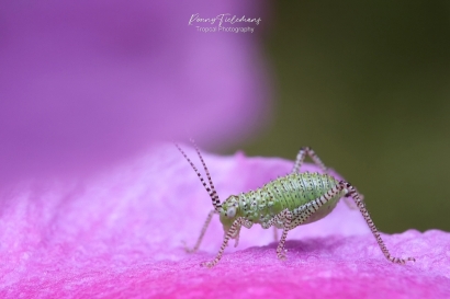 Struiksprinkhaan - Leptophyes-punctatissima