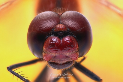 Bloedrode heidelibel - Sympetrum sanguineum