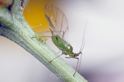 Groene perzikluis - Myzus persicae