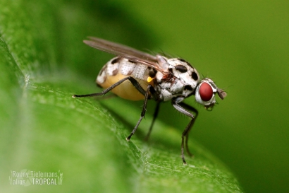 Anthomyia-procellaris