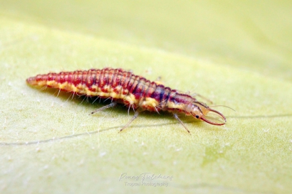 Goudoogje - Chrysoperla-carnea-s.l. (Larve)