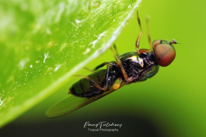 Zwarte glimwapenvlieg  -  Microchrysa cyaneiventris