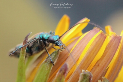 Fraaie-schijnbok-Oedemera-nobilis