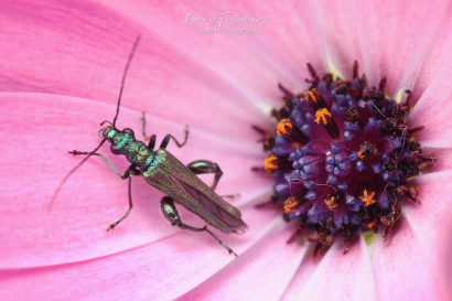 Fraaie-schijnbok - Oedemera-nobilis