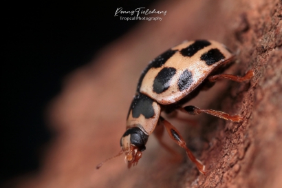 Schaakbordlieveheersbeestje - Propylea quatuordecimpunctata