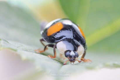 Viervlekkig-Aziatisch-lieveheersbeestje-Harmonia-axyridis-f.-spectabilis