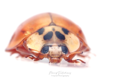 Veelstippig Aziatisch lieveheersbeestje - Harmonia axyridis f. succinea