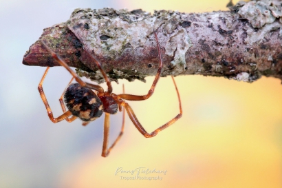 Huissteatoda - Steatoda-triangulosa