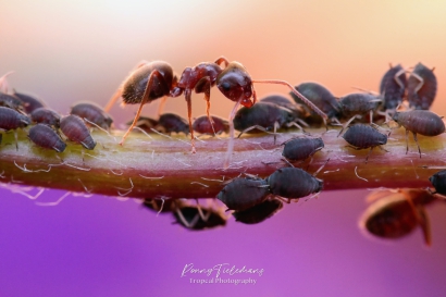 Wegmier - Lasius-nige