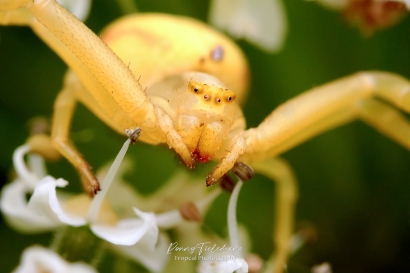 Gewone kameleonspin - Misumena vatia