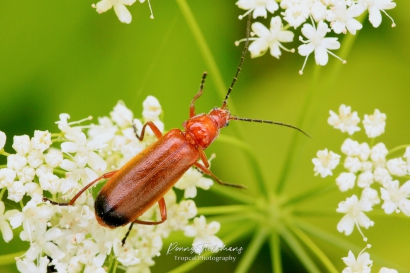 Kleine-rode-weekschild - Rhagonycha-fulva