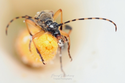 Geringelde-smalboktor-Rutpela-maculata