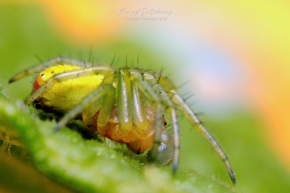 Gewone komkommerspin - Araniella cucurbitina