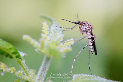 Ochlerotatus-annulipes